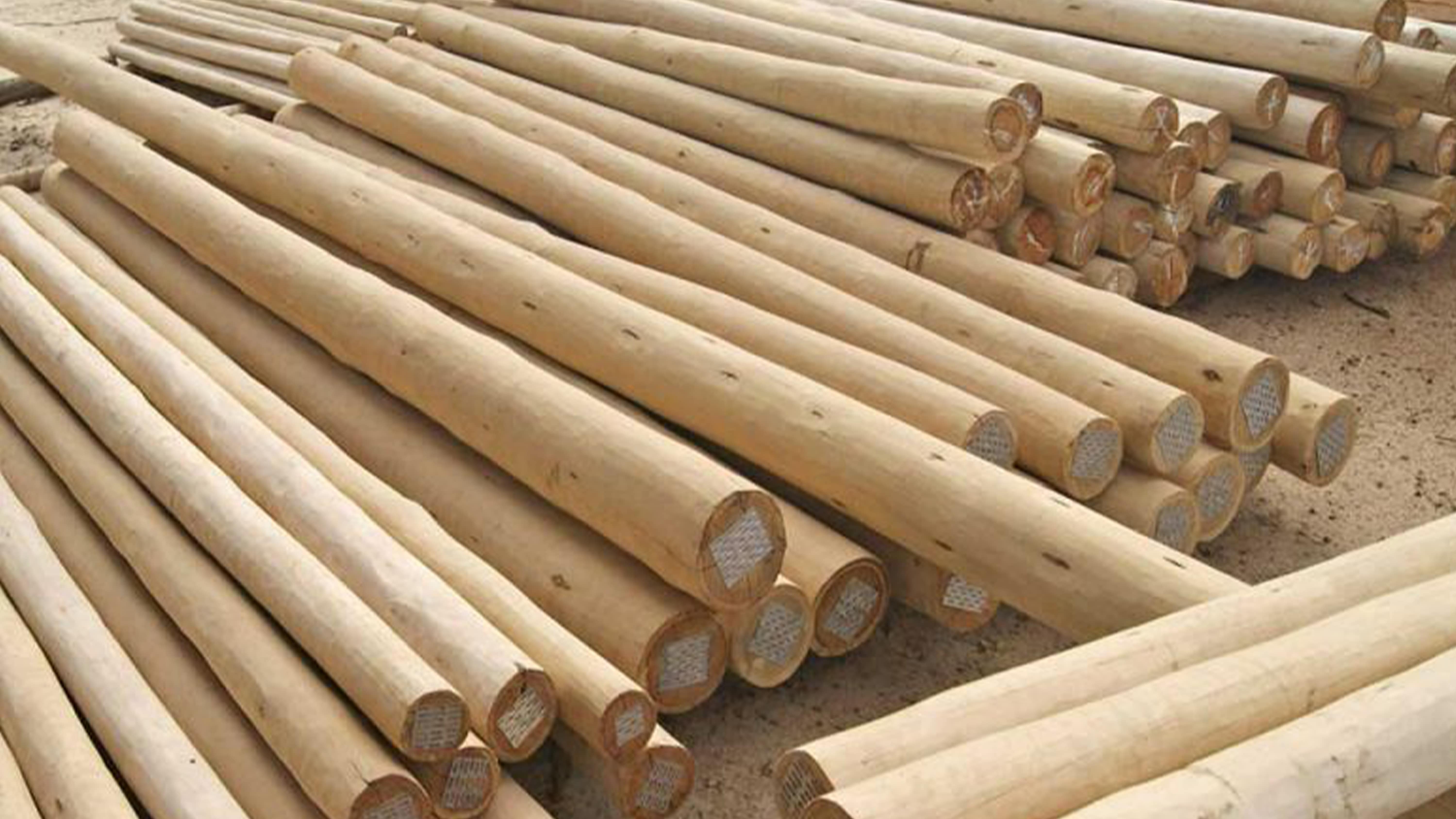 EUCALIPTO LIXADO E TRATADO