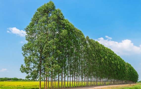 Dúvidas comuns sobre o eucalipto